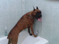 /album/veterinariaelejido/a2012-05-25-09-23-20-jpg/